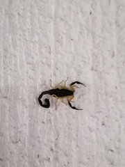 Centruroides fulvipes