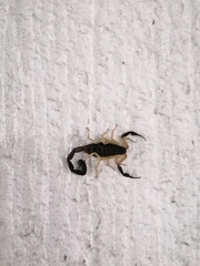 Centruroides fulvipes