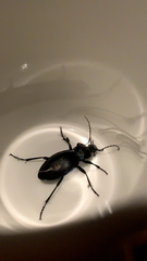 Carabus violaceus