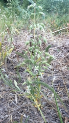 Silene bridgesii