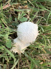 Fuligo septica candida