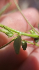 Sairocarpus vexillocalyculatus breweri