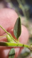 Sairocarpus vexillocalyculatus breweri