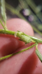 Sairocarpus vexillocalyculatus breweri
