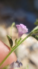 Sairocarpus vexillocalyculatus breweri