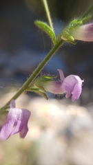 Sairocarpus vexillocalyculatus breweri