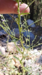 Sairocarpus vexillocalyculatus breweri