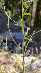 Sairocarpus vexillocalyculatus breweri