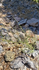Sairocarpus vexillocalyculatus breweri