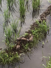 Spodiopsar cineraceus