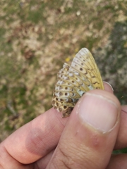 Boloria astarte