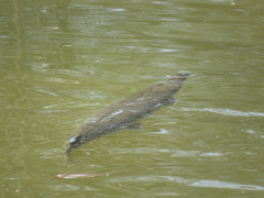 Atractosteus spatula