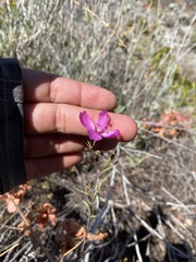 Clarkia bottae