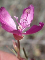 Clarkia bottae