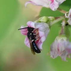 Hylaeus verticalis
