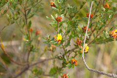 Pultenaea myrtoides