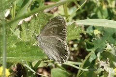 Coenonympha haydenii