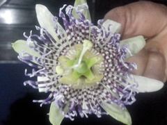 Passiflora ligularis