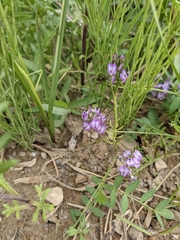 Astragalus bodinii