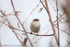 Malurus cyaneus cyaneus