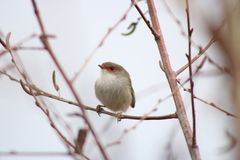 Malurus cyaneus cyaneus