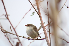 Malurus cyaneus cyaneus