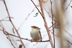 Malurus cyaneus cyaneus