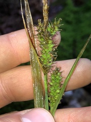 Carex scabrata