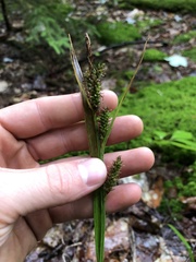 Carex scabrata