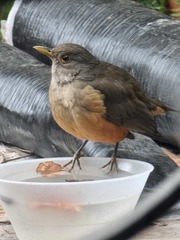 Turdus rufiventris