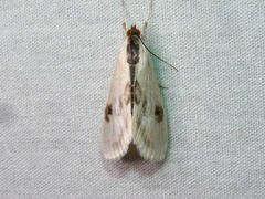 Cliniodes ostreonalis