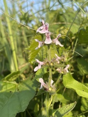 Stachys pilosa