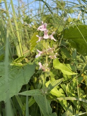 Stachys pilosa
