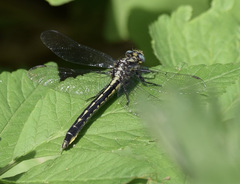 Phanogomphus borealis