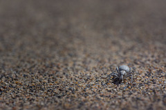 Ophryastes argentatus