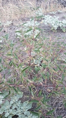 Trichostema simulatum