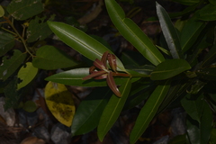 Calophyllum sil