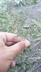 Trichostema simulatum