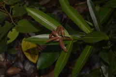 Calophyllum sil