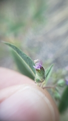 Trichostema simulatum