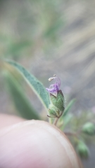 Trichostema simulatum