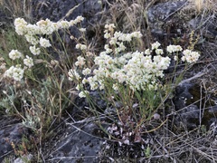 Eriogonum nudum nudum