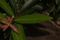 Calophyllum sil