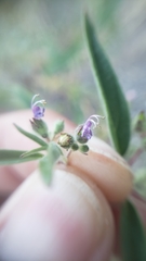 Trichostema simulatum