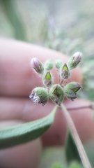 Trichostema simulatum