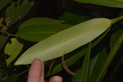 Calophyllum sil