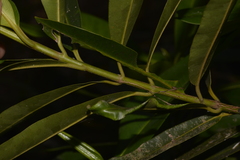 Calophyllum sil
