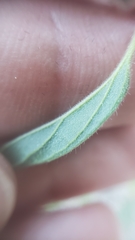 Trichostema simulatum