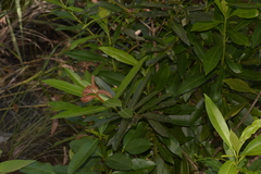 Calophyllum sil