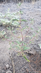 Trichostema simulatum
